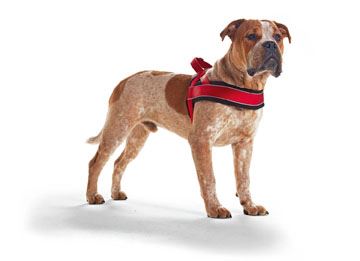 Hunter norwegian racing dog cheap harness