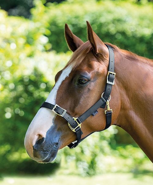 Shires Pro Adjustable Headcollar - Just Horse Riders