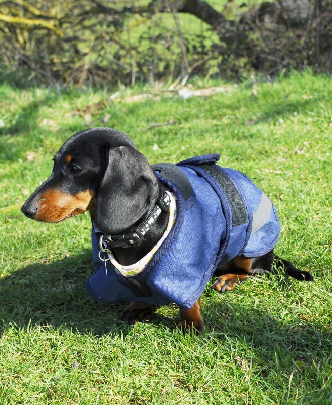 Rhinegold Highland Dog Coat - Just Horse Riders