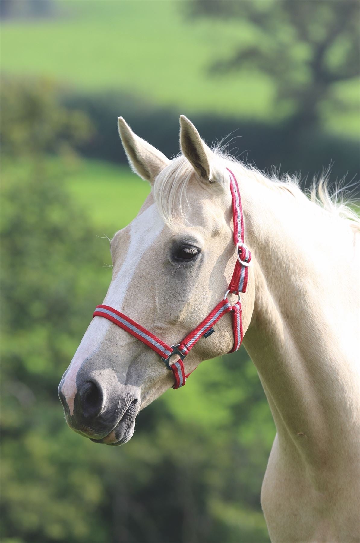 Shires Wessex Headcollar - Just Horse Riders