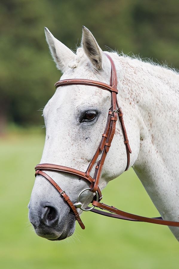 Shires Avignon Padded Raised Flash Bridle - Just Horse Riders