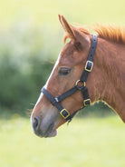 Shires Foal Headcollar - Just Horse Riders