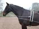 Shires Lunging Aid - Just Horse Riders