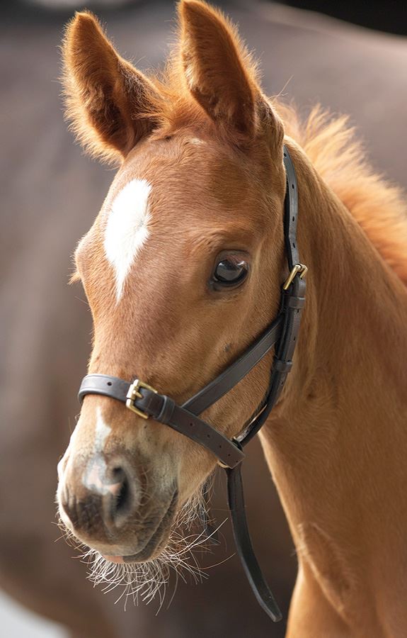 Shires Blenheim Leather Foal Slip - Just Horse Riders