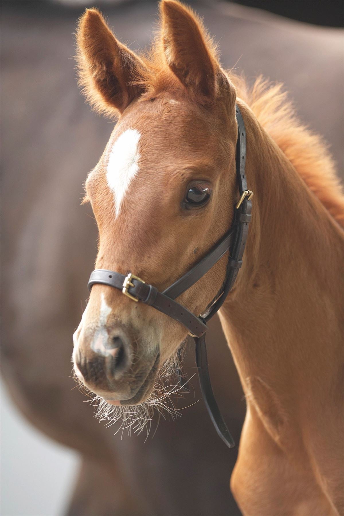 Shires Blenheim Leather Foal Slip - Just Horse Riders