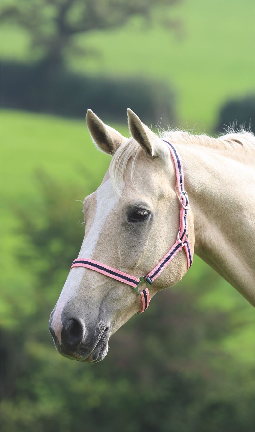 Shires Wessex Headcollar - Just Horse Riders